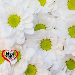 CHAMOMILE (MATRICARIA...