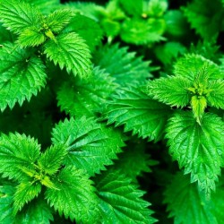 NETTLE DRIED HERB 20G